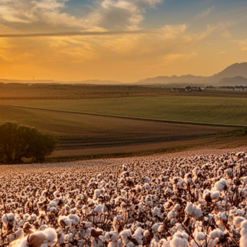 Planejamento e gestão contábil gerencial no agronegócio: como superar os desafios e maximizar os resultados?